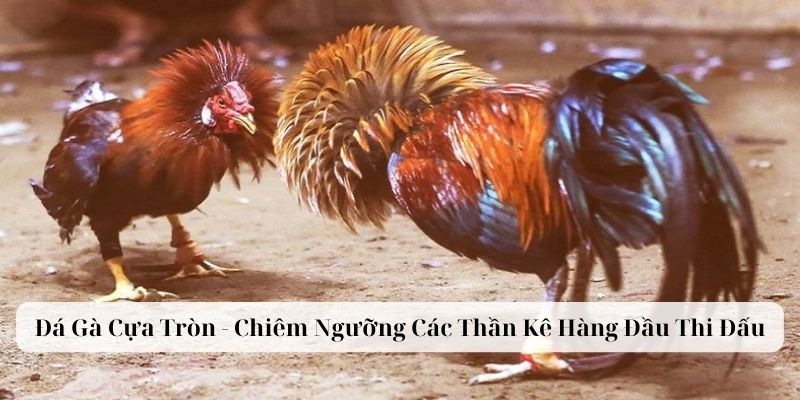 Đá Gà Cựa Tròn